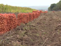 Cum au ajuns cartofii pe cale de dispariție în România. Nemulțumirile fermierilor