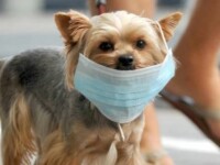 Primul caz de coronavirus la animale? Câine ”ușor pozitiv”, plasat în carantină