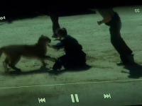 Curier atacat de o felină uriaşă, când livra un colet. Cum l-a salvat o poliţistă