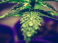 (P) Uleiul de canabis este benefic sănătății tale! Iată cum îl poți folosi!