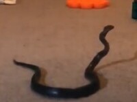 VIDEO. O mamă din Australia a găsit un șarpe veninos printre jucăriile fiicei sale