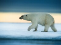 Urșii polari ar putea dispărea până la sfârșitul acestui secol, din cauza încălzirii globale