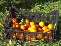 Proiect inedit în Italia. O asociație vinde marmeladă pentru a sprijini victimele abuzurilor domestice