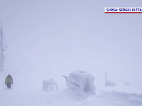 ninsori în România