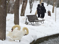 Iarna a revenit în România, în luna martie