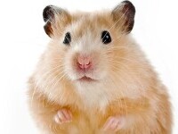 hamster, soarece