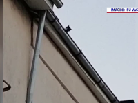 Cum a fost salvată o pisică de pe acoperișul unui bloc cu patru etaje din Vaslui. VIDEO