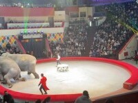 Spectatorii au fugit speriați de la un spectacol de circ după ce elefanții au devenit agresivi. VIDEO