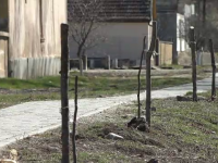 Zeci de nuci plantați de o primărie din Arad au fost rupți sau furați. Ce spun autoritățile