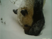 VIDEO. Momentul în care un urs panda scormonește prin zăpadă pentru a ajunge la un loc de adăpat