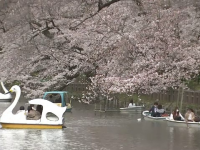 În Japonia a început înflorirea cireșilor. Ce semnificație are sărbătoarea „Sakura”
