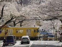 Cireși înfloriți în Tokyo, Japonia. Temperatura a ajuns la 23 de grade Celsius