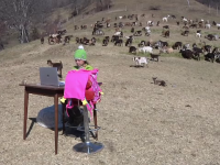O fetiță din Italia face ore online de pe munte, din mijlocul caprelor. ”Ești norocoasă”