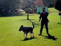 Major, unul dintre câinii lui Joe Biden, a mușcat un îngrijitor al parcului de la Casa Albă