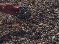 Operațiunea de lărgire a plajei din Mamaia a scos la iveală roci vechi de 30.000 de ani