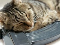 Federația Internațională a Felinelor a suspendat dreptul de participare a pisicilor din Rusia la competițiile internaționale