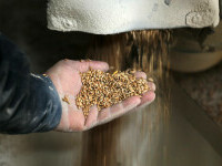 Ucraina a impus restricţii la exporturile de cereale spre România şi Republica Moldova