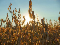 Franța, gata să ajute România pentru a asigura tranzitul de cereale din Ucraina