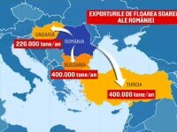 România pierde, anual, un miliard de dolari pentru că nu transformă în ulei toată cantitatea de floarea soarelui