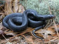 Un șarpe dintr-o specie extrem rară, observat într-o zonă în care specia a fost declarată dispărută