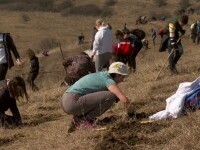 Sute de voluntari au plantat arbori în weekend, pe un teren din județul Bistrița-Năsăud
