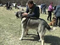 Sute de câini au defilat la un concurs canin din Alba. Ce exemplare costă și peste 5.000 de euro