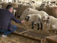 Oportunitate pentru producția românească de ovine. Franța a rămas fără principalul furnizor, după Brexit