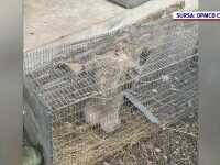 O pisică sălbatică a terorizat o localitate din Cluj. GALERIE FOTO