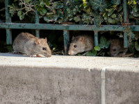 Șobolanii infectați cu COVID, amenințare serioasă în New York. Constatările îngrijorătoare ale oamenilor de știință