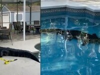 aligator piscina