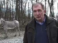 Zebră chapman, în premieră la Zoo Târgu Mureș. Ce alte animale au mai fost „importate”