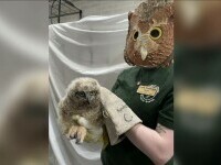 Un pui de bufniță, găsit pe veranda unei case, a fost luat în grijă de Centrul pentru vietăți sălbatice