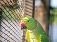 Criminal prins după ce un papagal i-a repetat constant numele. A primit închisoare pe viață, după zece ani de anchete