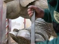Pedichiură pentru elefanți, la Târgu Mureș. Grădina zoo a fost salon de cosmetică pentru câteva ore