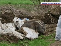 Porci morți de pestă africană, aruncați într-un canal în apropiere de Nădlac. Suspiciunile autorităților