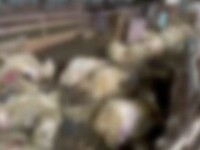 Sute de oi omorâte de câinii sălbăticiți, în Timiș. Nici gardul electric nu i-a ținut la distanță
