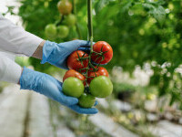 fructe si legume cu pesticide