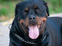 Câinii antifurt, în topul celor mai furați câini din Marea Britanie. Suma cu care se vinde un Rottweiler
