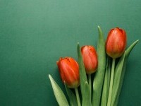 Lalele - cum se plantează și câte specii de lalele există. Totul despre această floare de primăvară