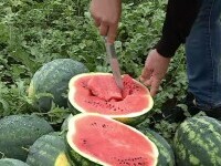 „Secretele” producătorilor de pepeni din Dăbuleni. „Așa obținem o calitate superioară”