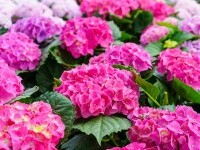 hortensie