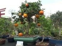 Cererea pentru plantele tropicale a crescut cu peste 15% în ultimii ani. Care sunt prețurile practicate în piață