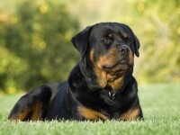 Rotweiller