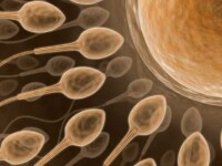 Clientii clinicii Sabyc isi vor primi inapoi ovulele si spermatozoizii!
