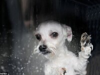 Pisici si caini spalati la masina! Vezi VIDEO si GALERIE!