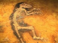 S-a descoperit veriga lipsa in evolutia rasei umane!