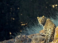 leopard anatolian
