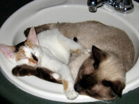 Unde ii place lui PISI cel mai mult sa doarma? In chiuveta! SUPER FOTO