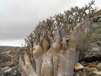 Insula Socotra