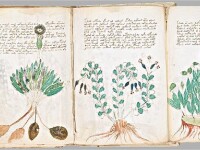 manuscrisul lui Voynich